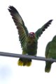 Red-lored Parrot 2014-01-25_17